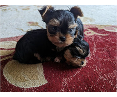 Niedliche Yorkshire Terrier Welpen