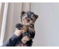 MINI Schön Yorkshire Terrier Steel Blue Welpe