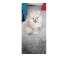 MINI Pomeranian SpitzWelpe