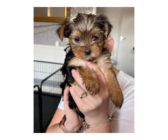 Reinrassige Yorkshire Terrier Welpe